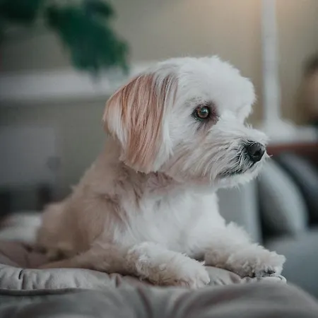 Hotel Amadei Promenade Pesaro