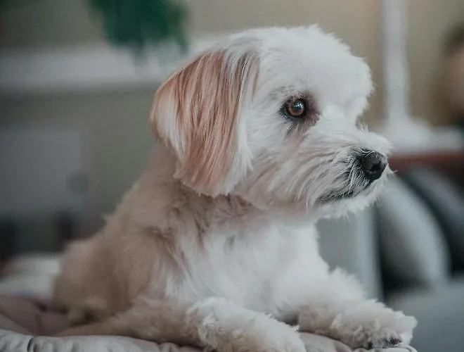 Szálloda Amadei Promenade Pesaro